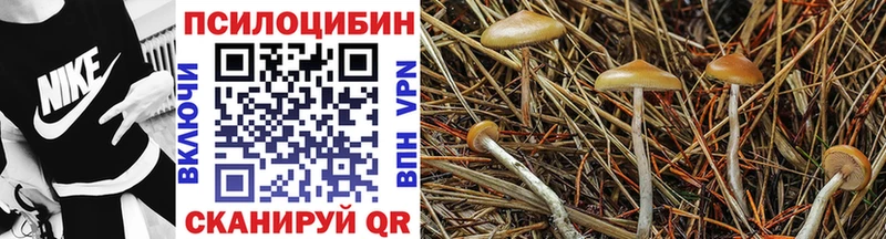 мега как зайти  где найти   Карасук  Галлюциногенные грибы Psilocybe 